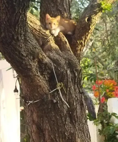 Koula 2-tomi * 波托什